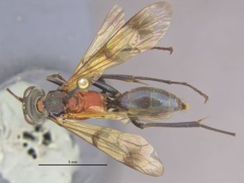 Media type: image;   Entomology 26604 Aspect: habitus dorsal view